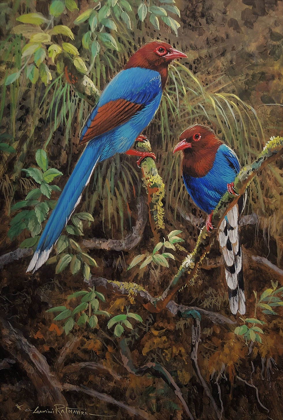 Sri Lankan Blue Magpies