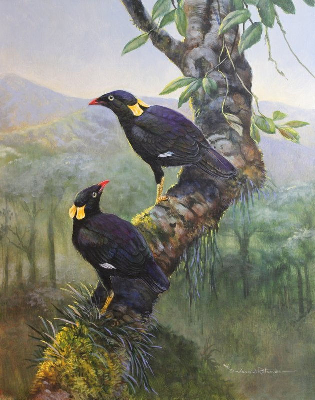 Sri Lankan Hill Myna