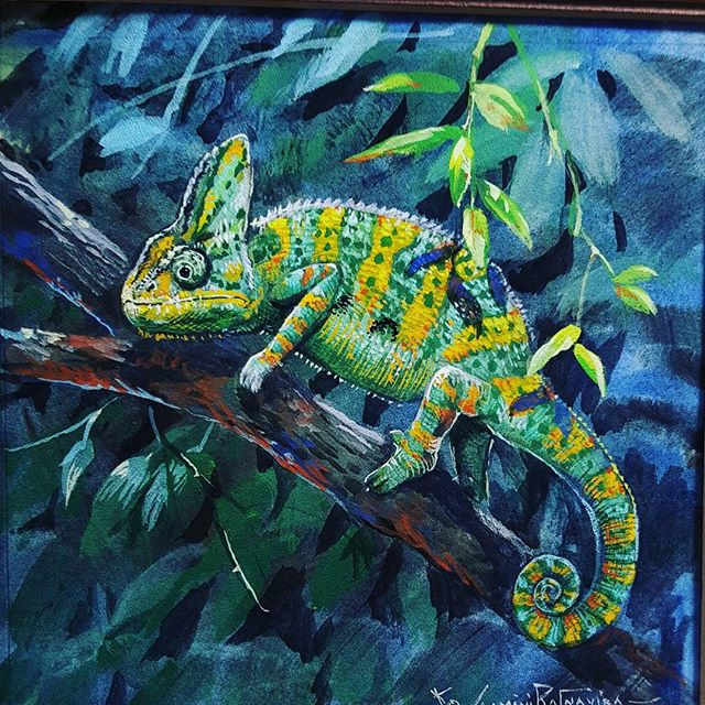 Veiled Chameleon