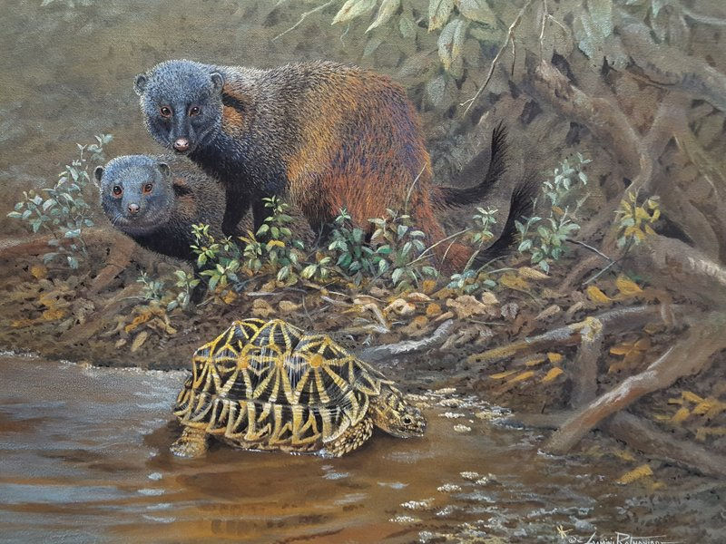 Striped Neck Mongoose