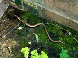 slowworm