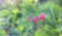 Garden in Spring (edit).jpg