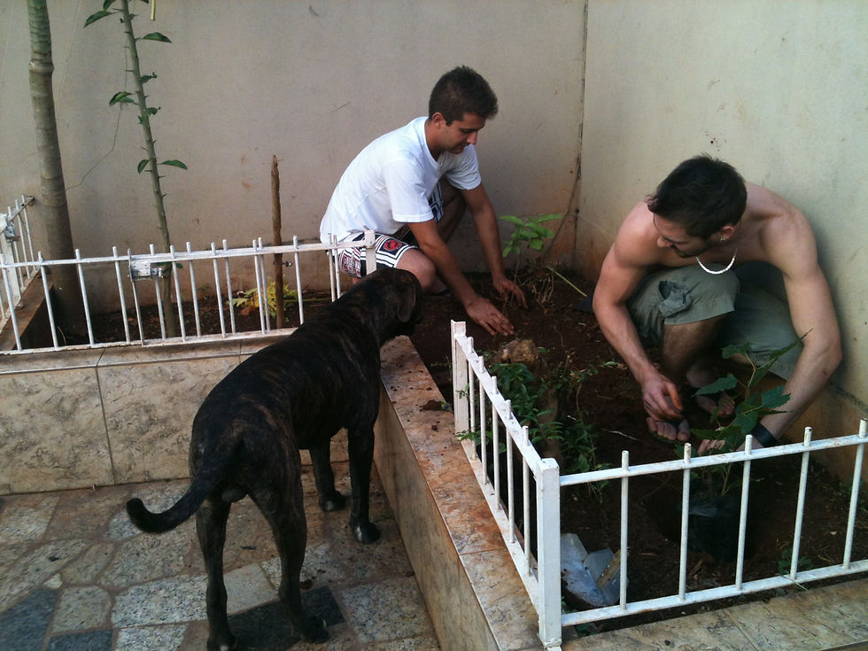 Plantando a amoreira 2013 (2).JPG