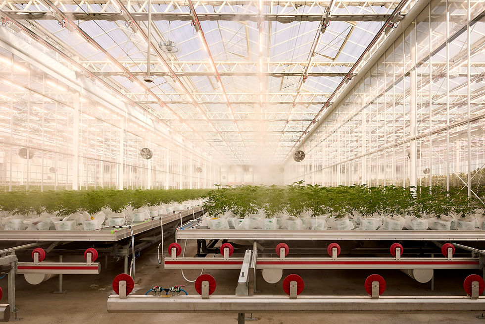 Commercial cannabis cultivation greenhouse in Tasmania with advanced electrical and climate systems.