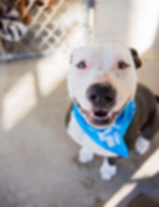 Rescue Puppy