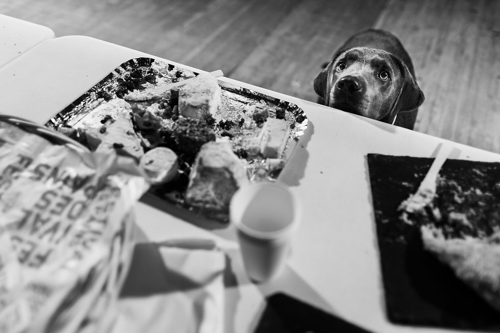 un chien veut manger le brunch à Loches