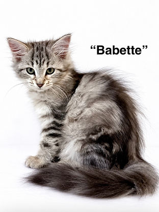Babette Siberian kitten for sale.jpeg