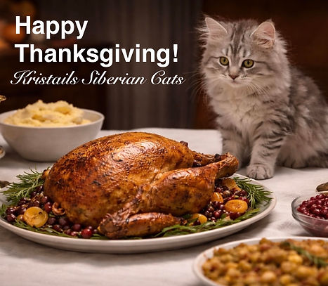 Siberian kitten with Thanksgiving turkey.jpg