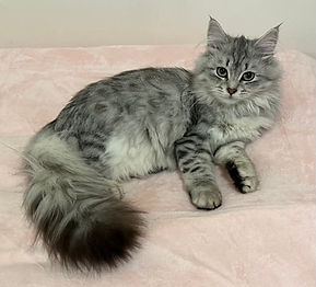 Siberian kitten gallery 10.jpeg
