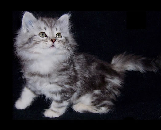 Classic Siberian kitten for sale at reasonable price