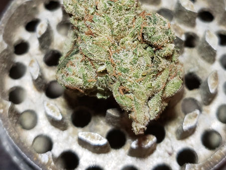 Gorilla Glue 4 By Mighty Tree