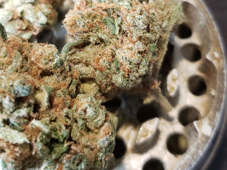 San Fernando Valley OG By Mighty Tree