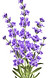Lavender Clipart.jpg