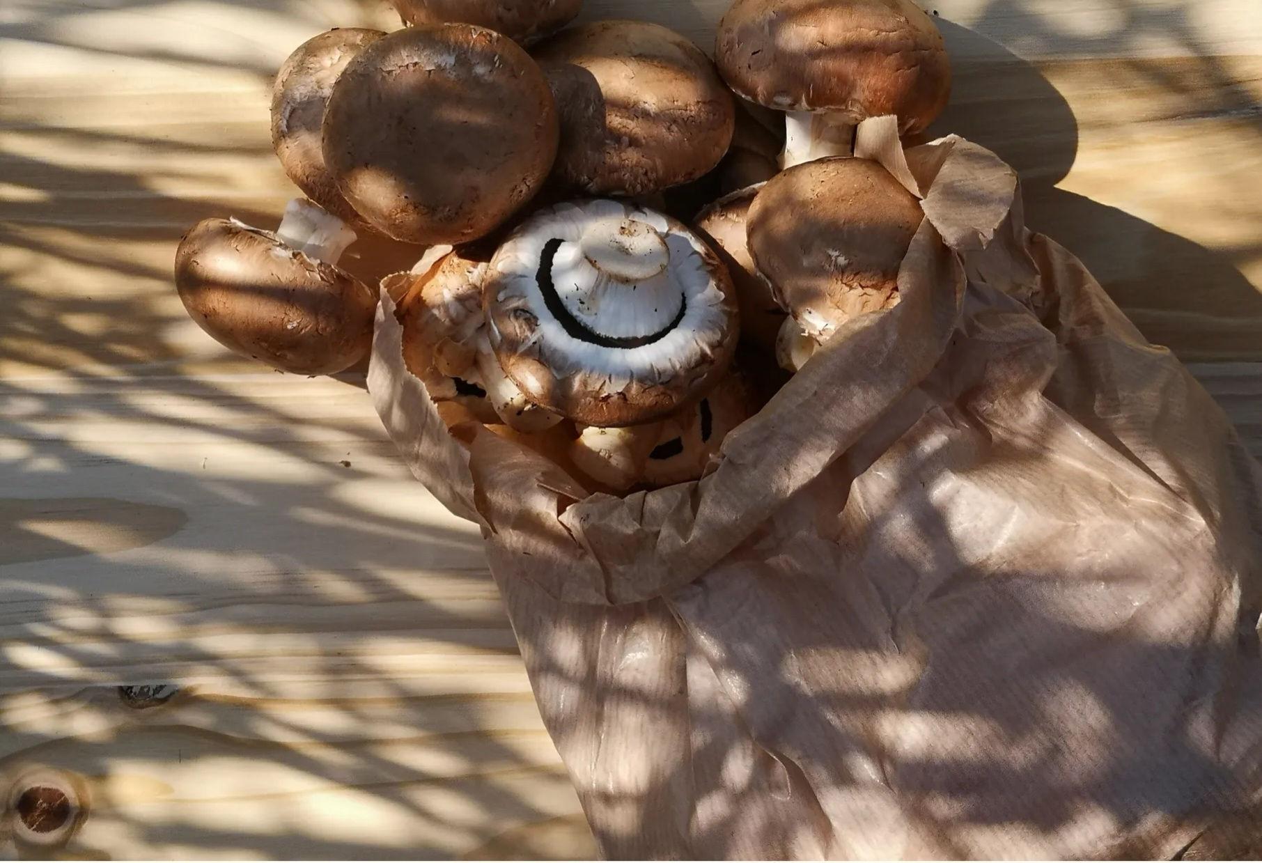 250g champignon brun