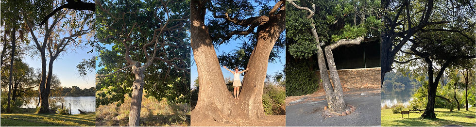 Baubo and the Forgotten Art of Laughing