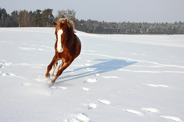 Pferd im Schnee