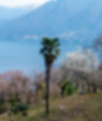 Torno - Lago di Como