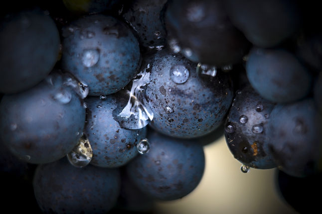 AdobeStock_292640732 grapes.jpeg