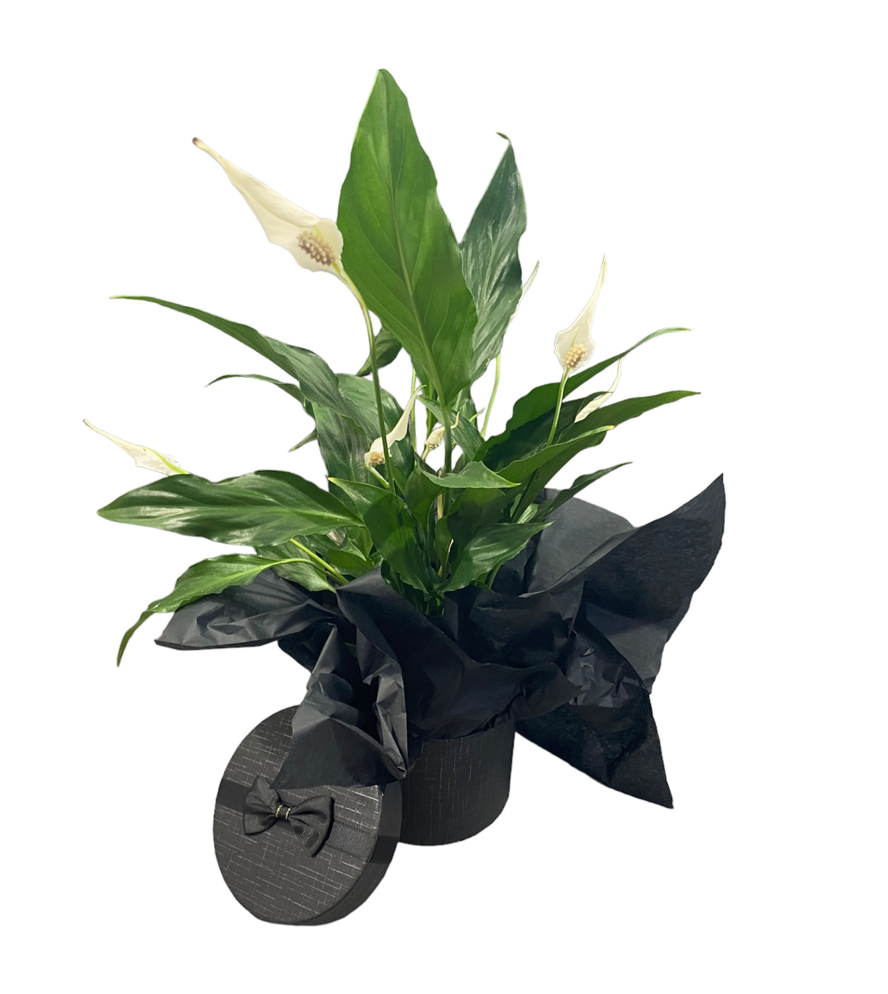 Голямо саксийно цвете в опаковка по Ваш избор