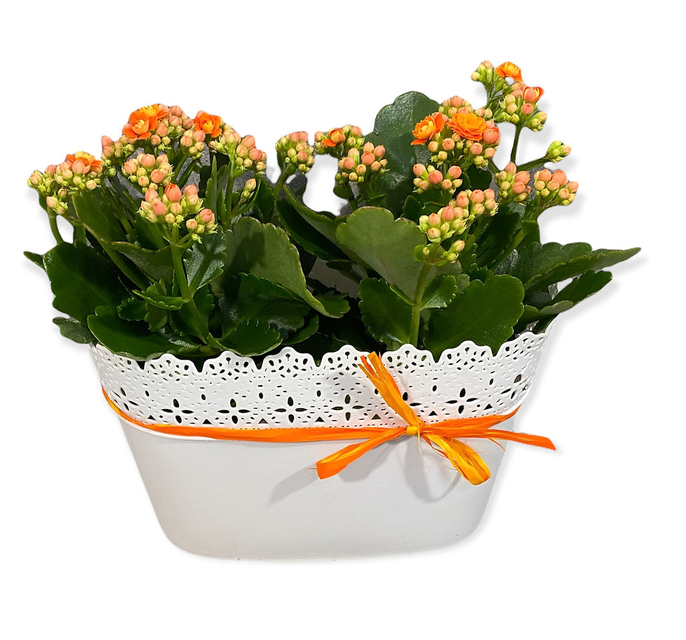 Миниатюра: Цветна градинка от 2 средни сезонни цветя в кутия по Ваш избор