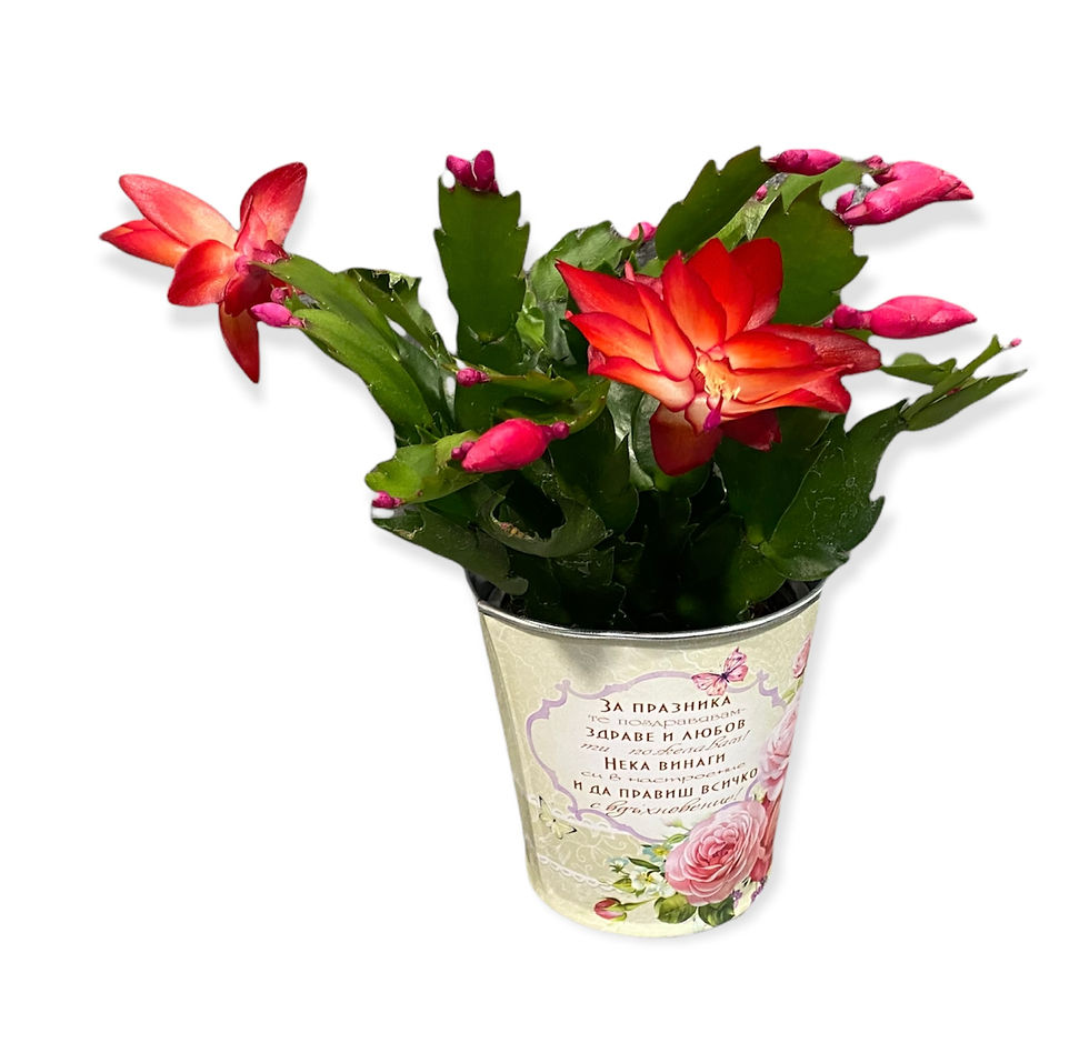 Миниатюра: Малко / средно саксийно цвете в кашпа с послание
