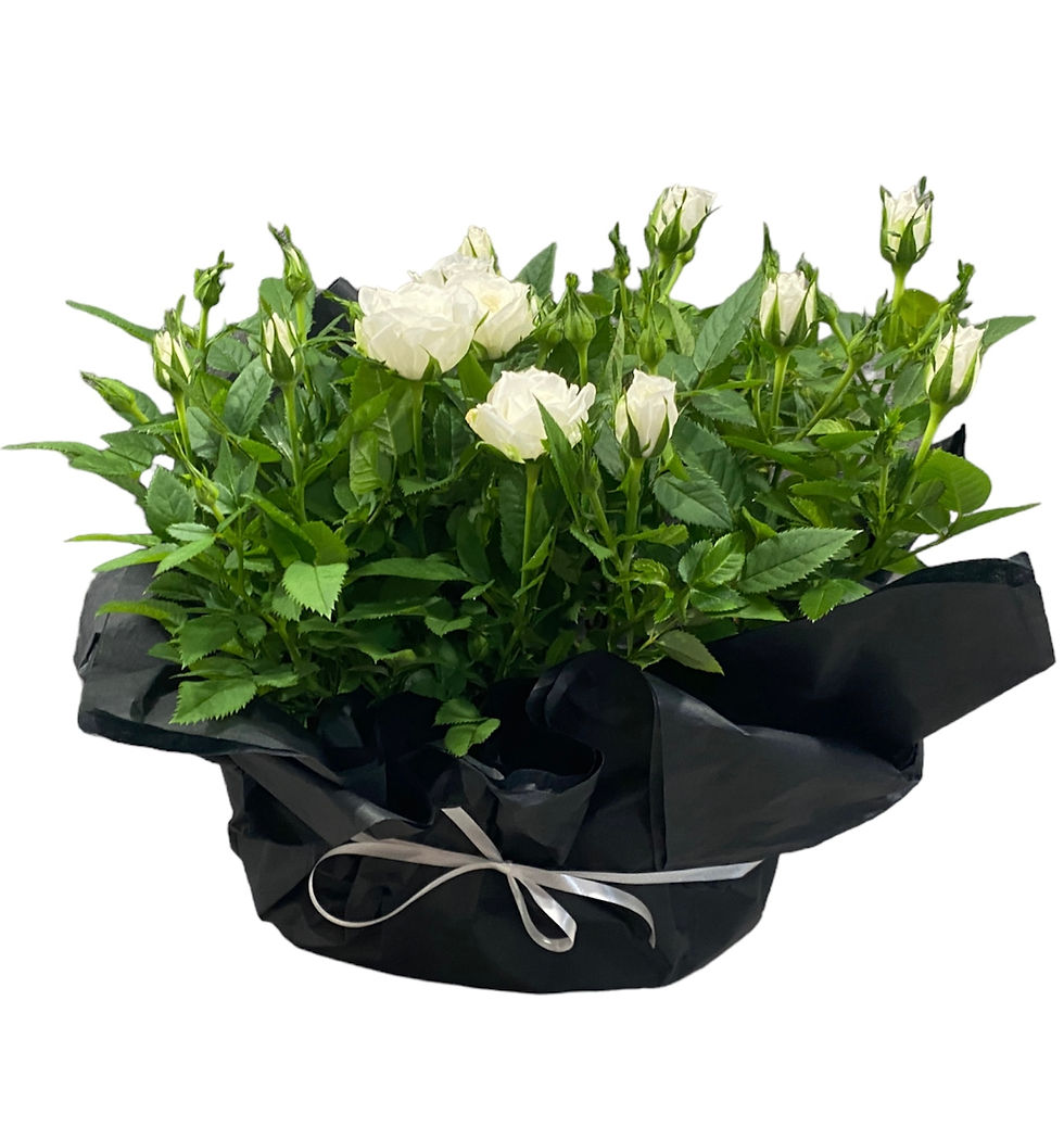 Миниатюра: Цветна градинка от 2 средни сезонни цветя в подаръчна опаковка по Ваш избор