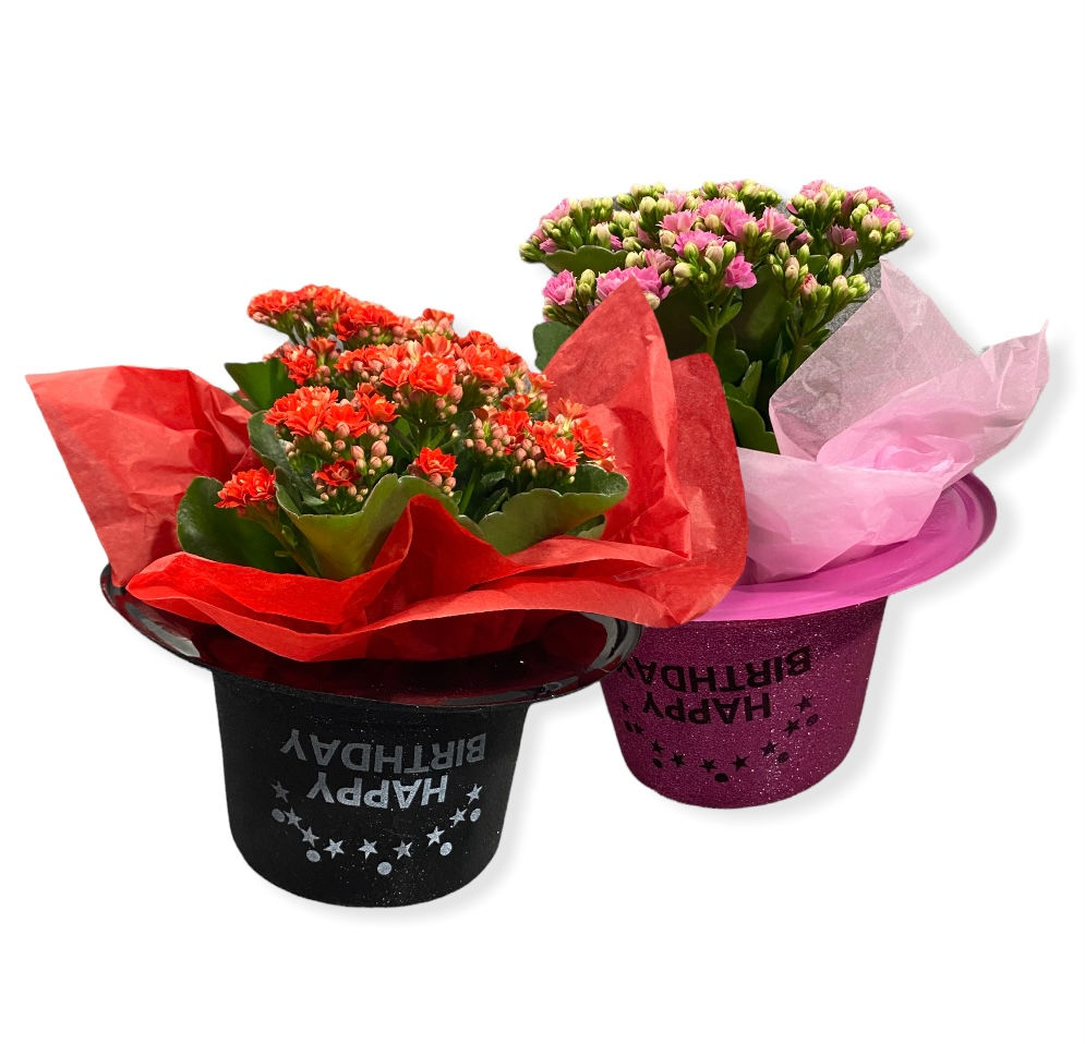 Средно сезонно цвете по Ваш избор в шапка по Ваш избор