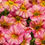 Thumbnail: Calibrachoa Mix - Full Flat / 10 plants