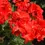Thumbnail: Geranium (Americana Coral) - Half Flat/4 plants