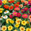 Thumbnail: Zinnia (Profusion Mix) - Full Flat