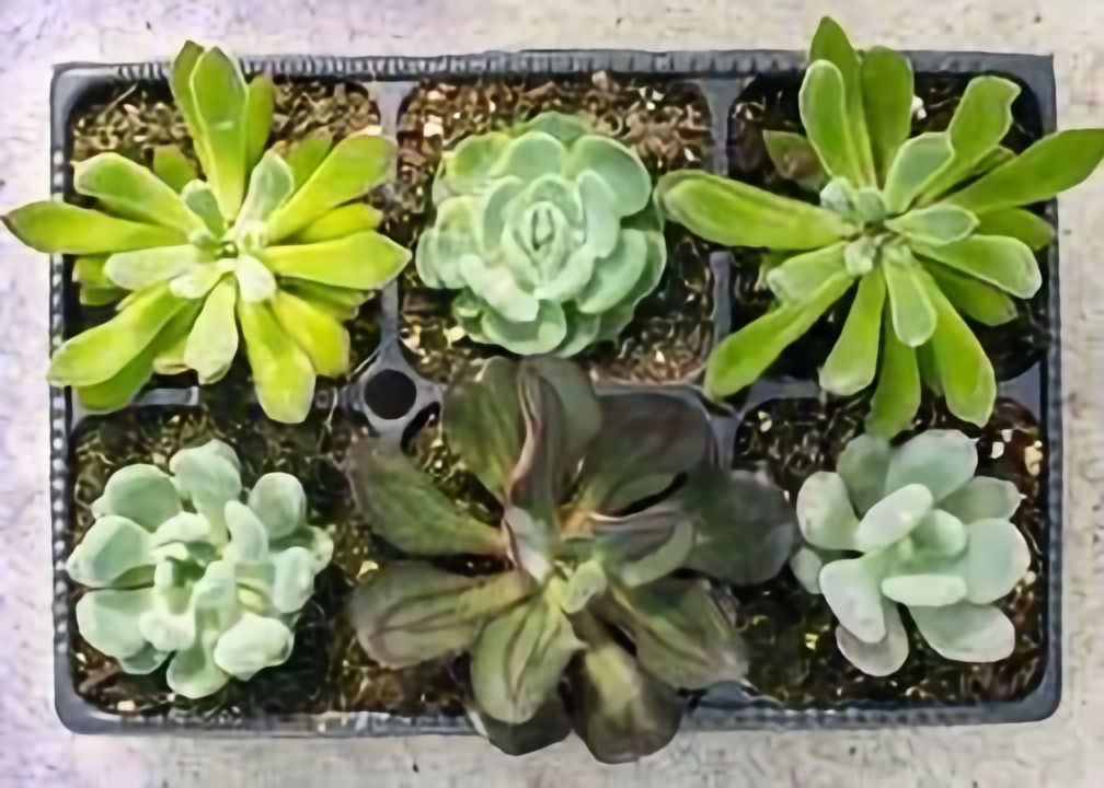 Succulents Mix- Half Flat (6-paks)