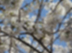 Blossoms