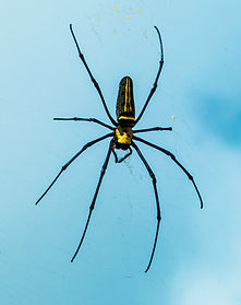Black and Yellow Spider