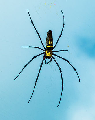 Araignée noire et jaune