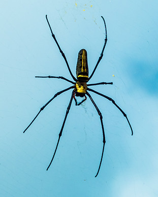 Araña negra y amarilla