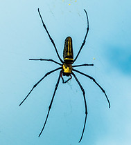 Aranha preta e amarela