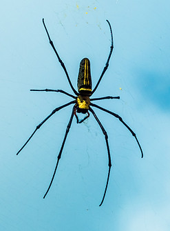 Black and Yellow Spider