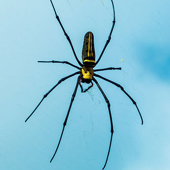 Spider On Web