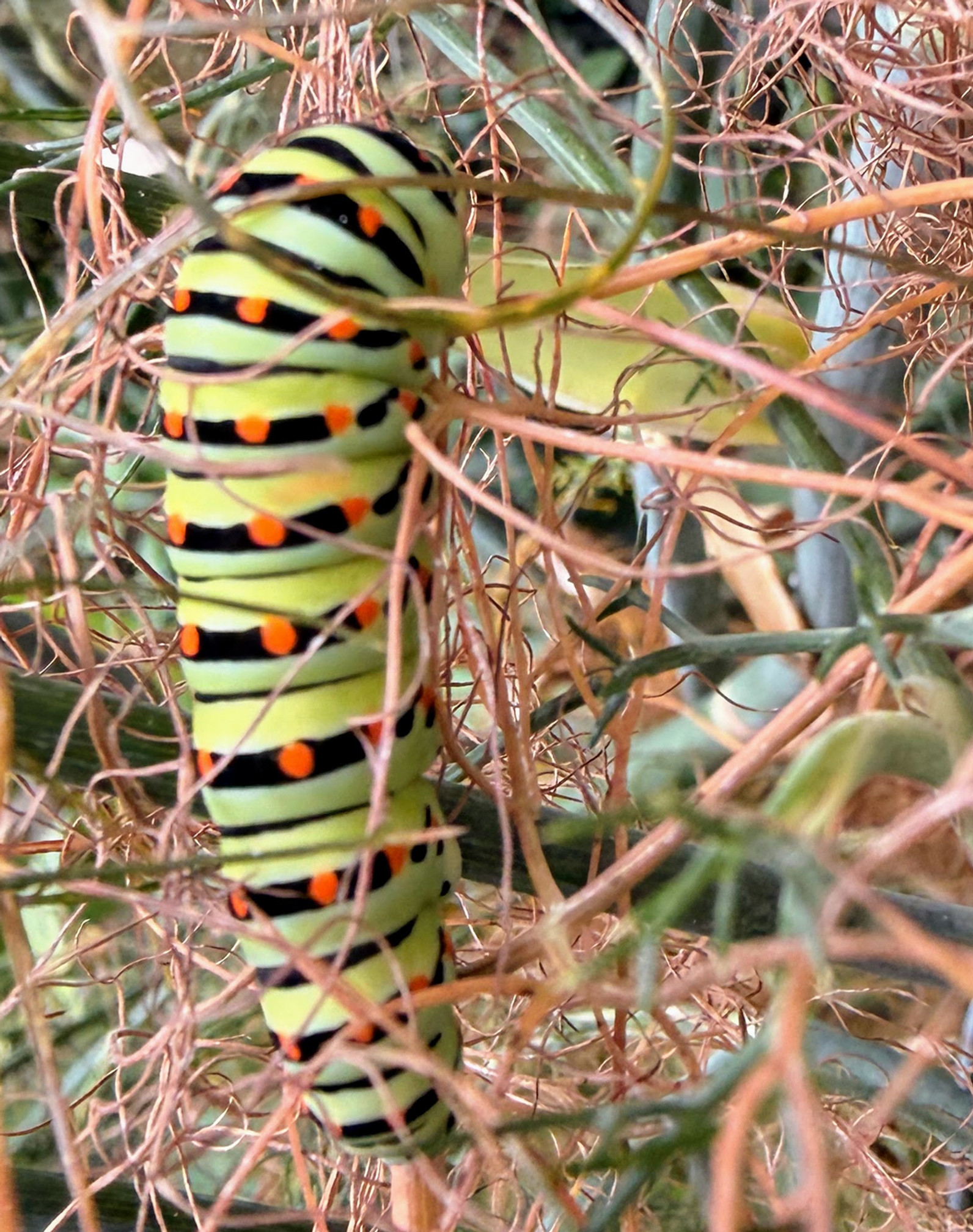 Wil je meer biodiversiteit in je eigen tuin?
Bekijk hoe Studio Buitenkompas natuurlijke en biodiverse tuinen ontwerpt.