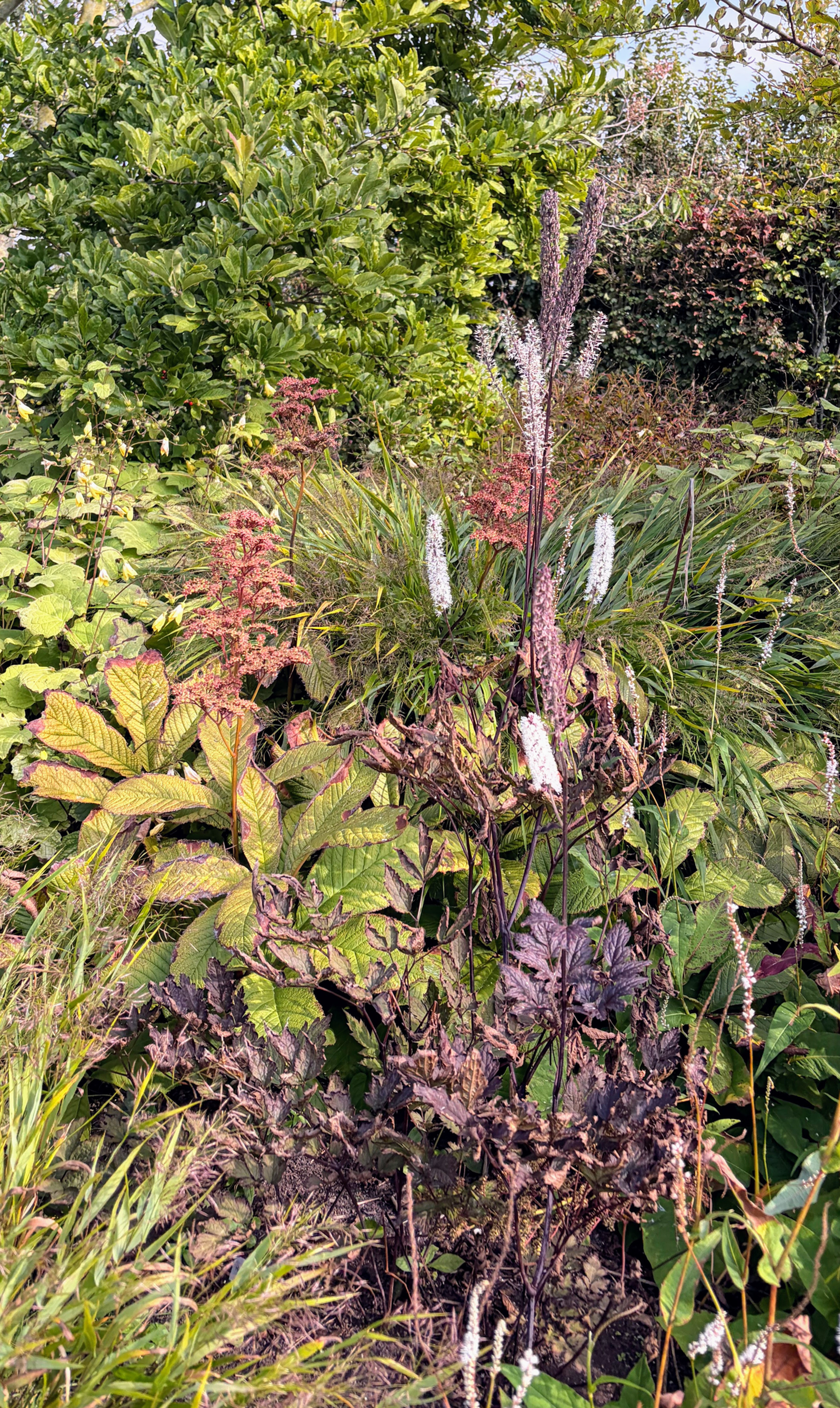 Gelaagde beplanting met vaste planten, siergrassen en struiken in een natuurlijke tuin.