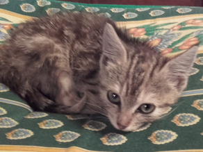 Lili