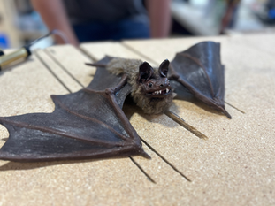 bat realistic special effects custom puppet by puppet fabricator builder maker Puppet Stuff Canada located in Calgary edmonton Alberta canada