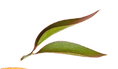 Nutricionista para bajar peso