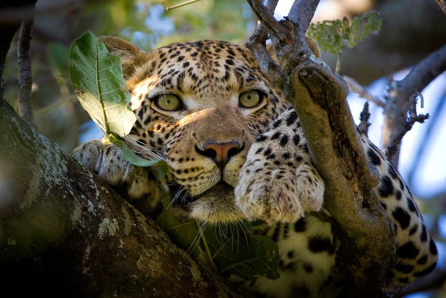 BOTSWANA