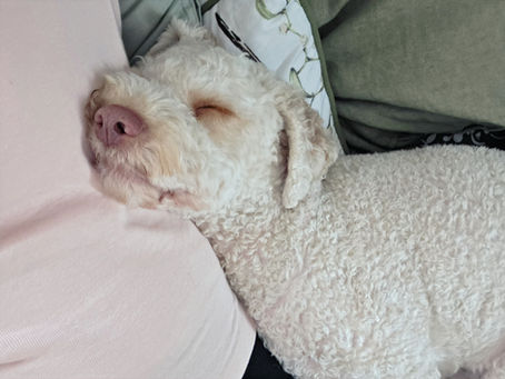 Kontaktliegen beim Hund – Nähe, Sicherheit und Beziehung