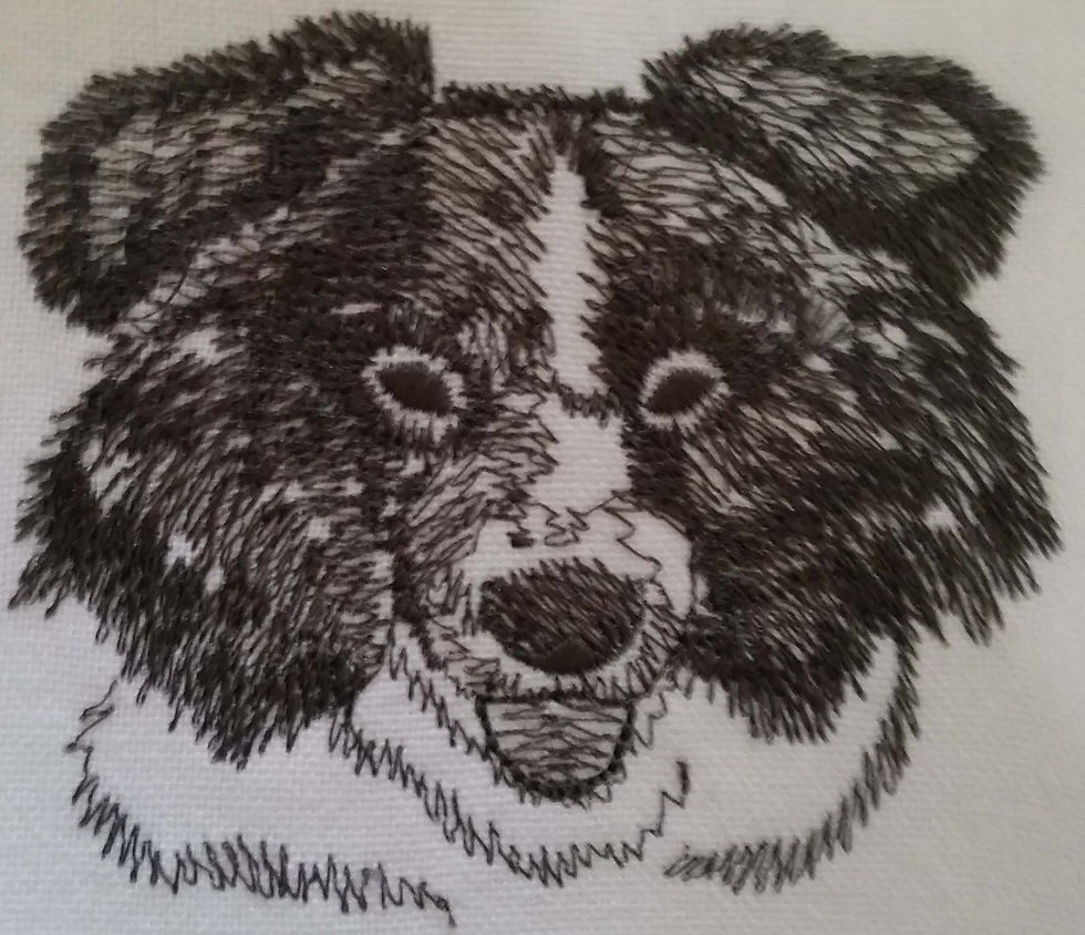 Border Collie