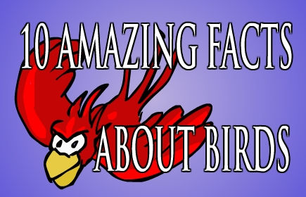 10 Amazing Facts about Birds