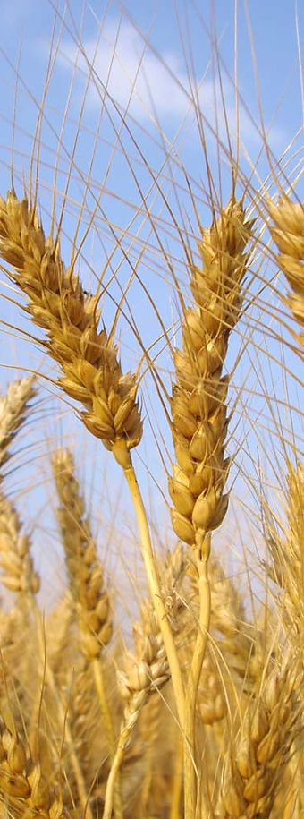 le développement durable ça se cultive