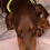 Thumbnail: Isabella Adopted