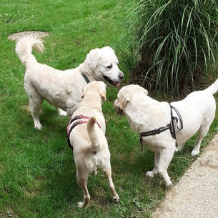 Hunde verstehen ohne Kommandos: Die geheime Macht der stillen Kommunikation